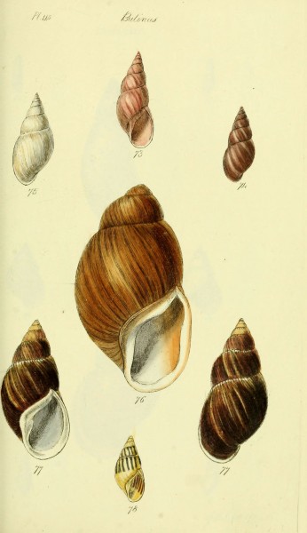 The conchological illustrations or, Coloured figures of all the hitherto unfigured recent shells (5978494648)