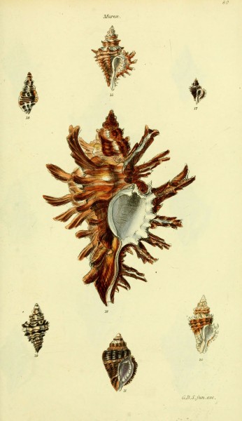 The conchological illustrations or, Coloured figures of all the hitherto unfigured recent shells (5978513728)