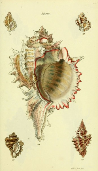 The conchological illustrations or, Coloured figures of all the hitherto unfigured recent shells (5978514966)