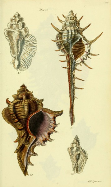 The conchological illustrations or, Coloured figures of all the hitherto unfigured recent shells (5978516094)
