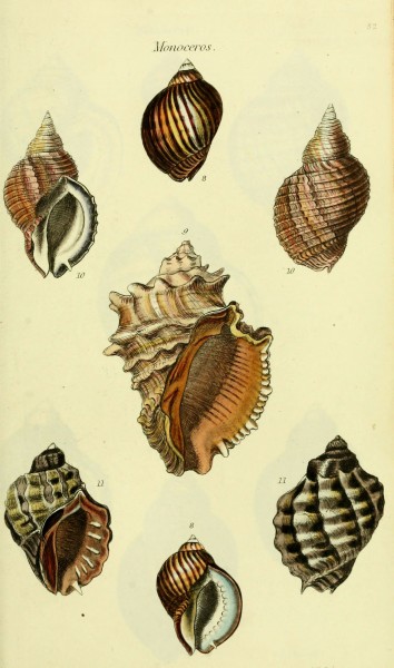 The conchological illustrations or, Coloured figures of all the hitherto unfigured recent shells (5978526250)