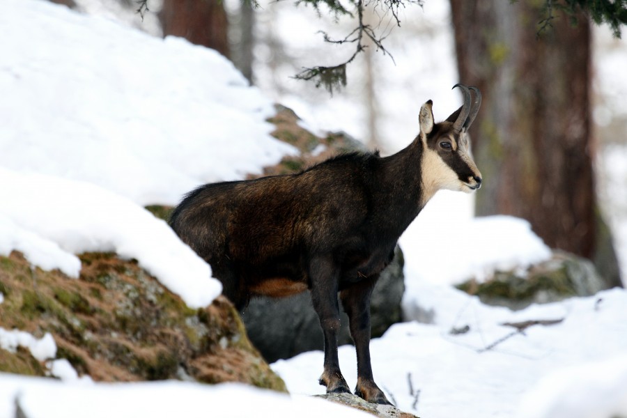 The confident chamois (11304709295)