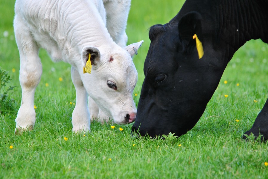 The cows at Cairnhouse Farm,Newton Stewart,Wigtownshire (7) (7381486230) (2)