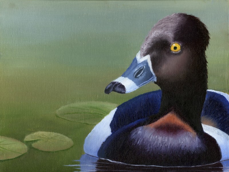 The finalist from Wyoming for the 2011 Junior Duck Stamp Art Contest. (5598465980)