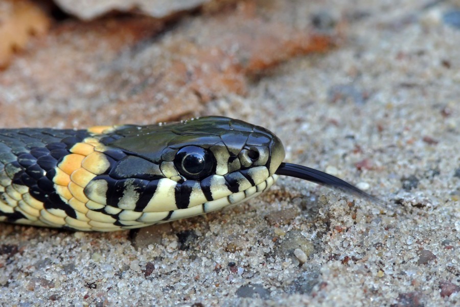 The Grass Snake - Natrix natrix