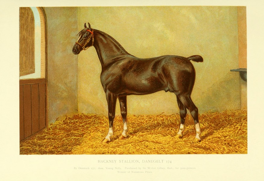 The Horse BHL18225846