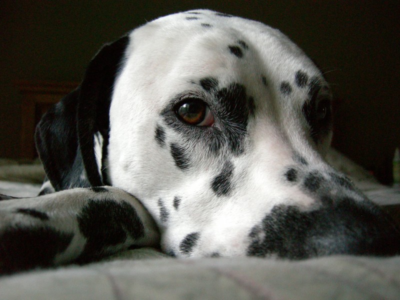 The Perfect Dog (167928164)