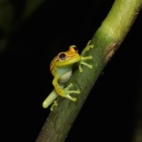 The Polka-dot Treefrog (Hypsiboas punctatus) (15553358765)