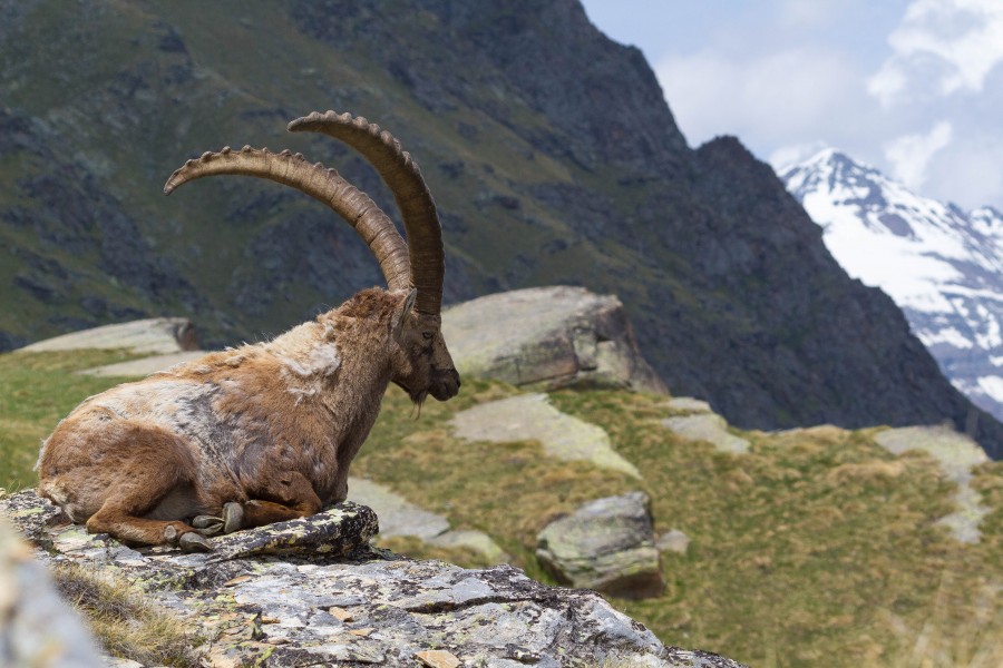 The rock goat and the Grivola (14514211392)