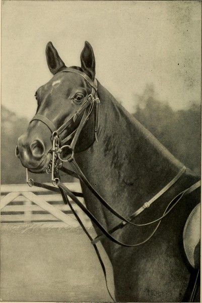 The stock owner's adviser; the breeding, rearing, management, diseases and treatment of domestic animals (1901) (14759413756)