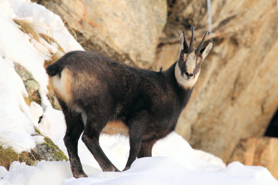 The tuft (8153675503)