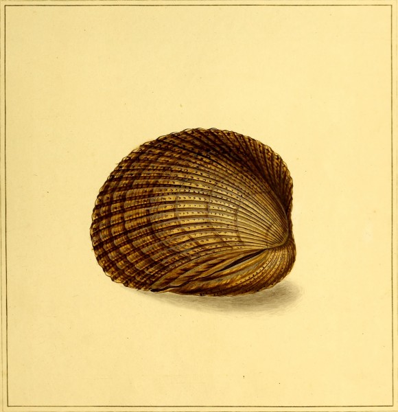The universal conchologist - exhibiting the figure of every known shell accurately drawn and painted after nature (1789) (14782095052)