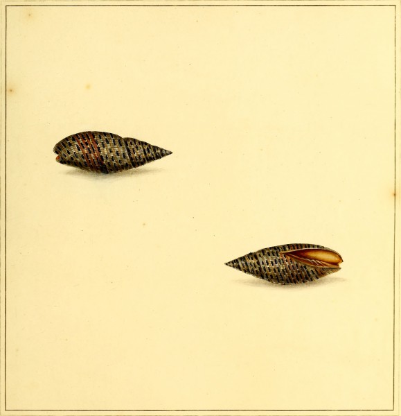 The universal conchologist - exhibiting the figure of every known shell accurately drawn and painted after nature (1789) (14802230573)