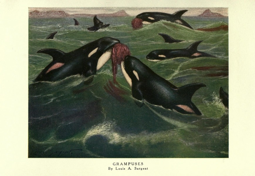 The wild beasts of the world (Plate 35) (8116057164)