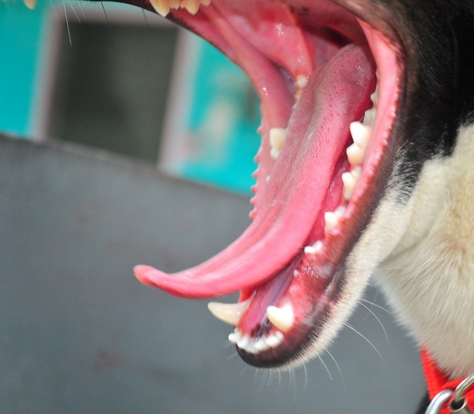 THE YAWN (7721280984)