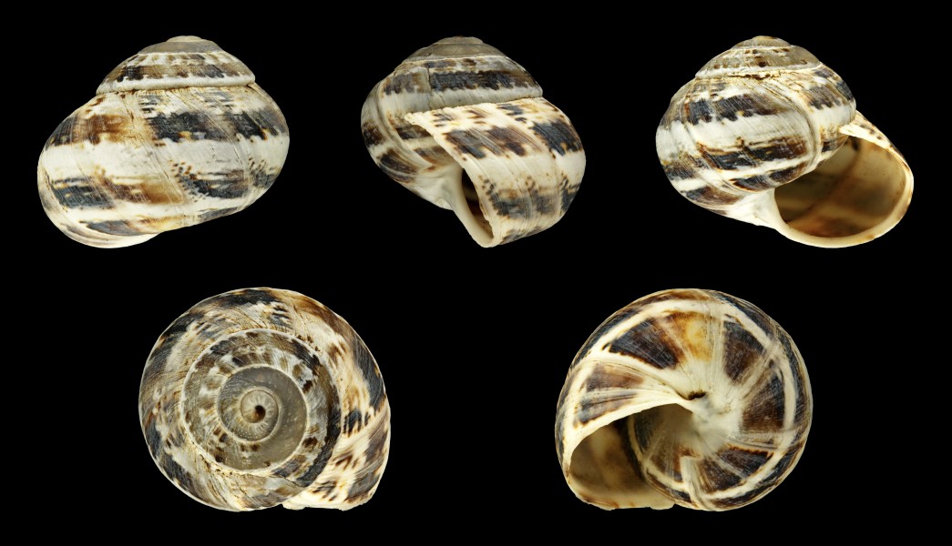 Theba clausoinflata 01