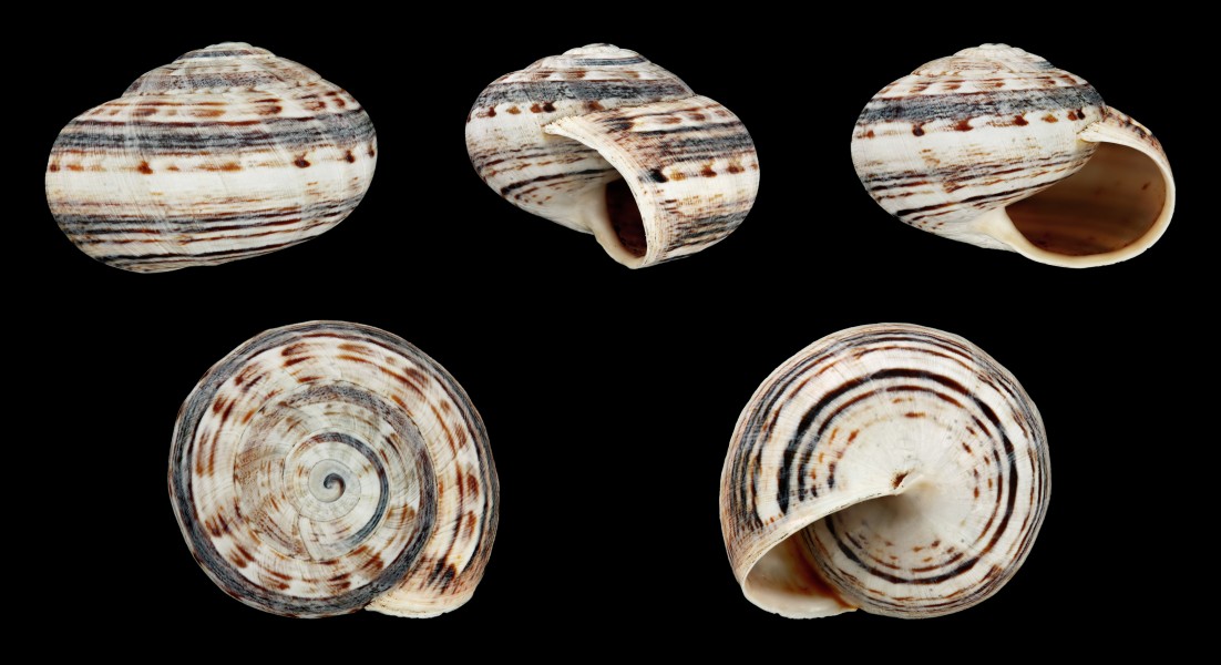 Theba geminata 01
