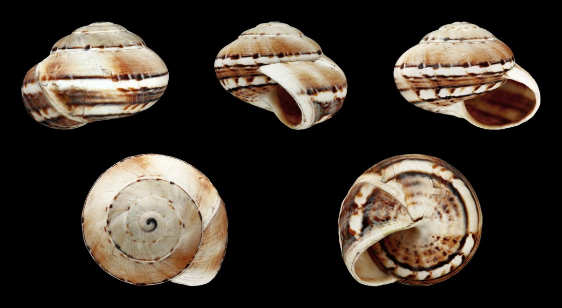 Theba geminata 03
