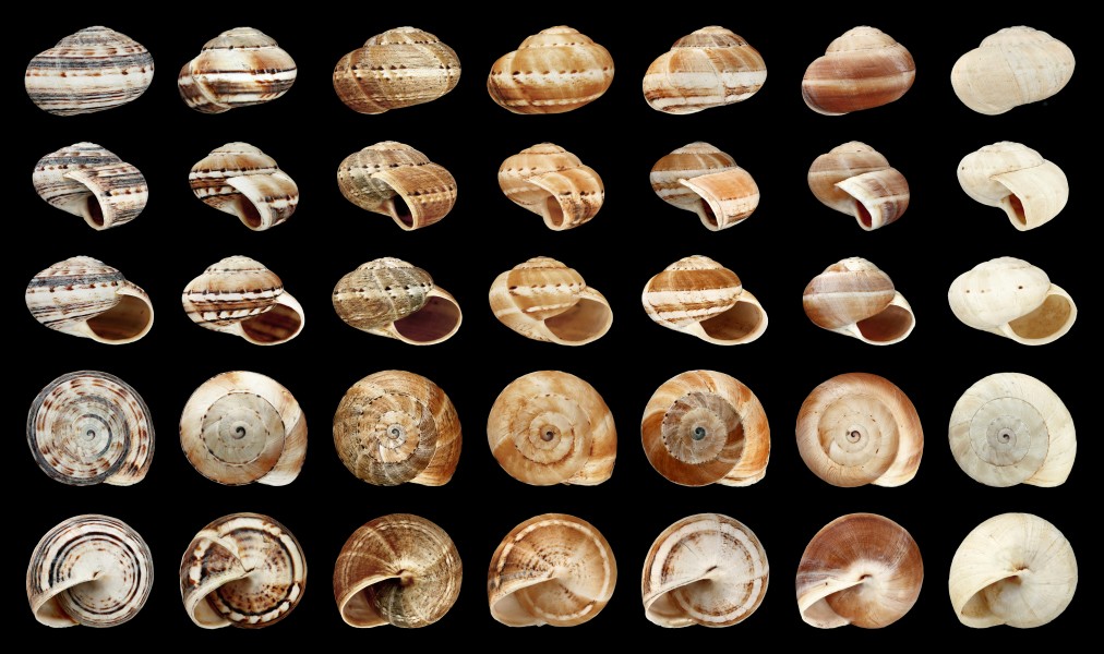 Theba geminata variability