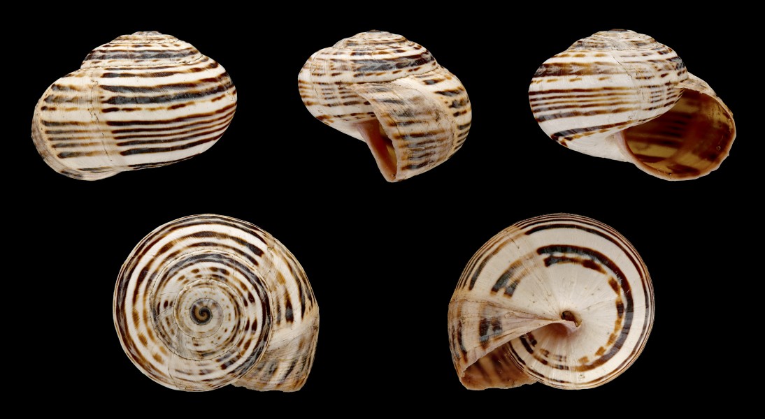 Theba pisana 02