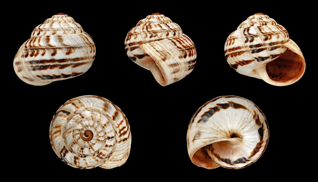 Theba pisana ampullacea 02