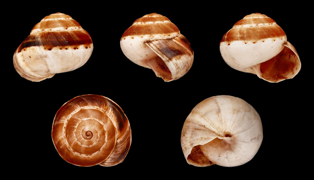Theba pisana dermoi 01