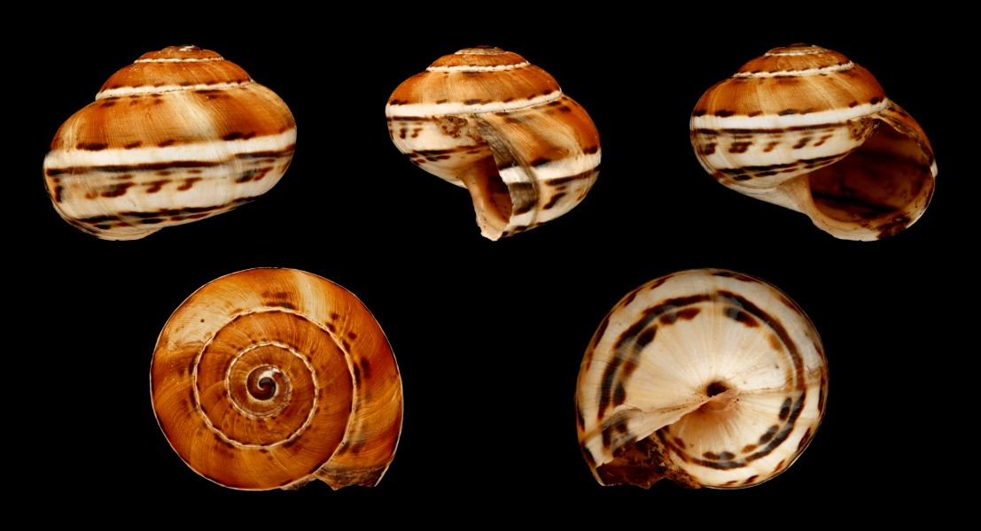 Theba pisana ferruginea 01