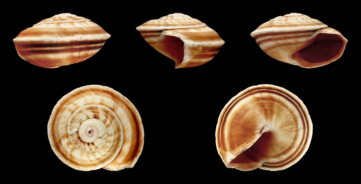 Theba planata zonata 01