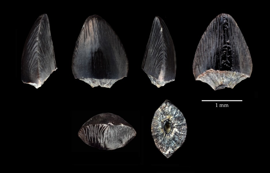 Theriosuchus guimarotae PB01-ATOP0001 A1