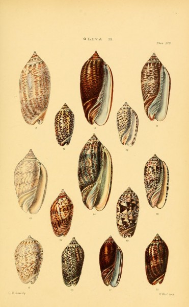 Thesaurus conchyliorum, or, Monographs of genera of shells (8293762205)