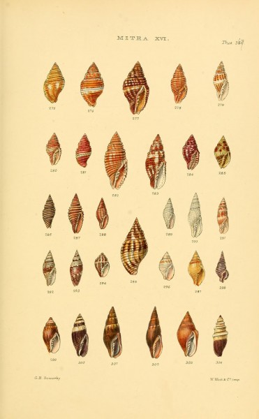 Thesaurus conchyliorum, or, Monographs of genera of shells (8293783167)