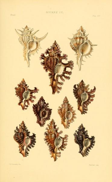 Thesaurus conchyliorum, or, Monographs of genera of shells (8294846254)