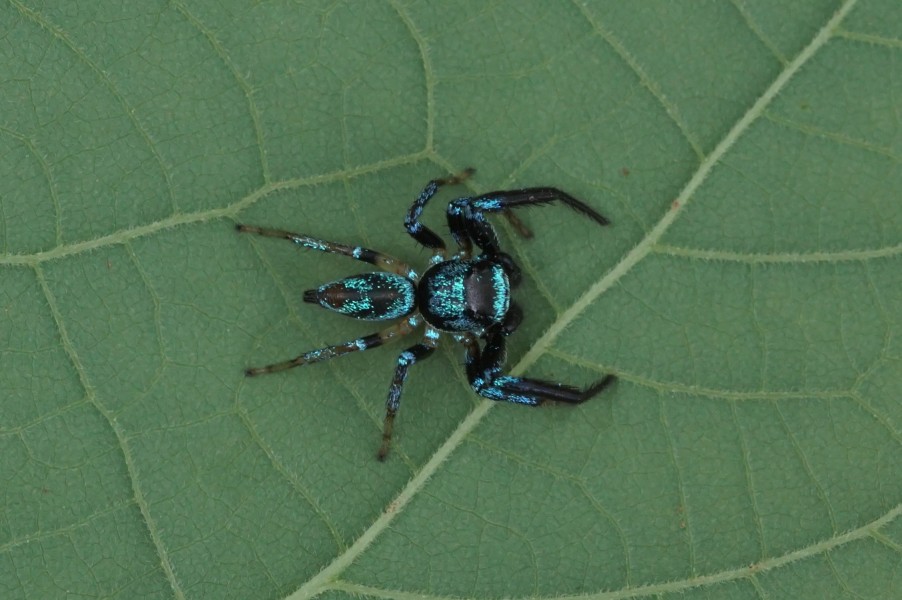 Thiania bhamoensis 01490
