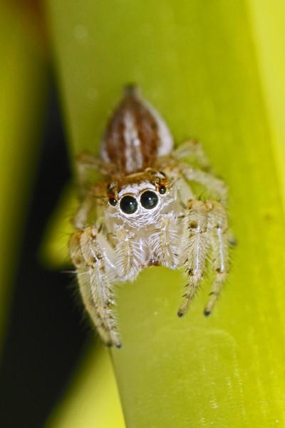 Thiodina sylvana Jumping Spider (female) - New Church, Virginia