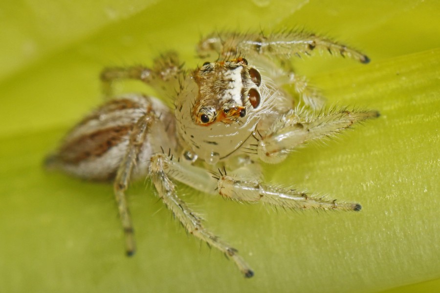 Thiodina sylvana Jumping Spider (female), New Church, Virginia