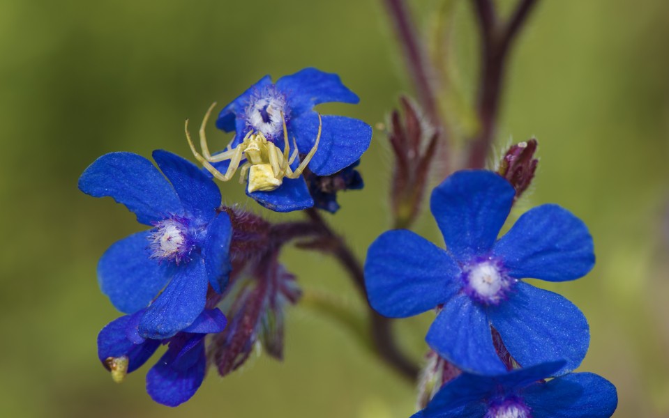 Thomisus onustus, Réserve naturelle régionale de Sainte Lucie