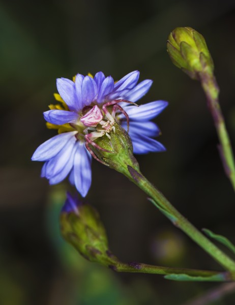 Thomisus onustus, Vic-la-Gardiole 01