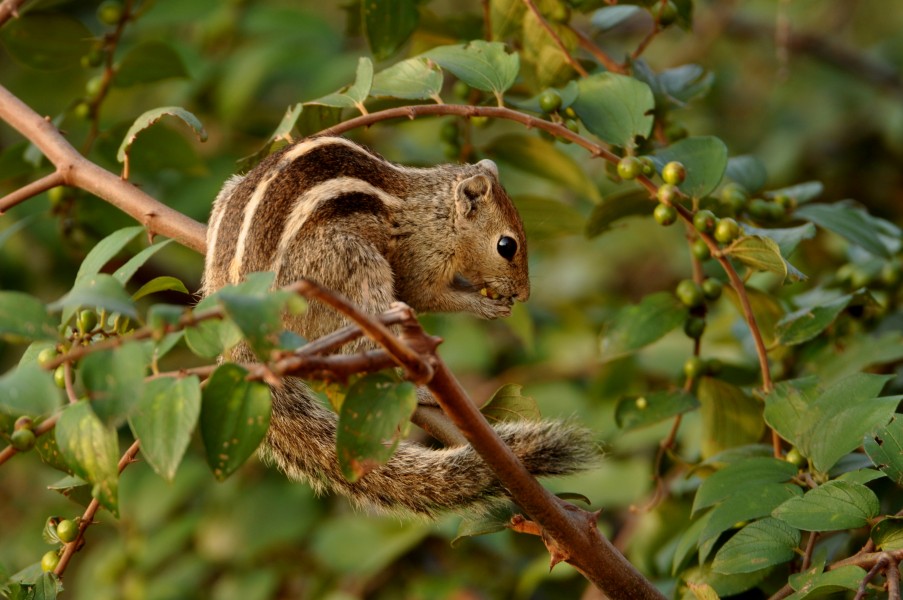 Three-stripedPalmSquirrel TRShankarRaman Daroji