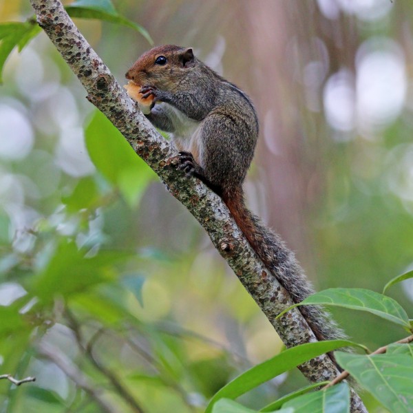 Three-striped palm squirrel (Funambulus palmarum)