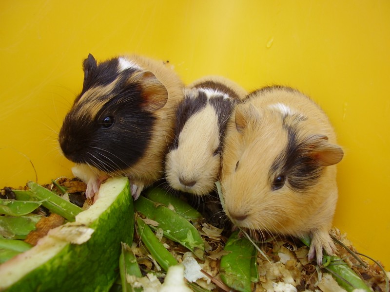 Three young quinea pigs