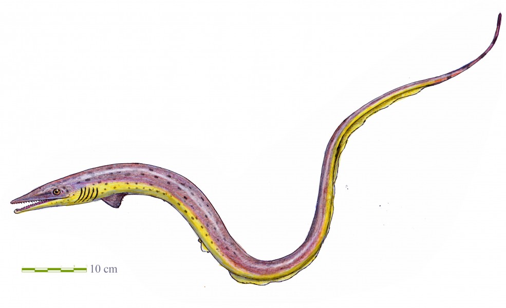 Thrinacoselache gracia