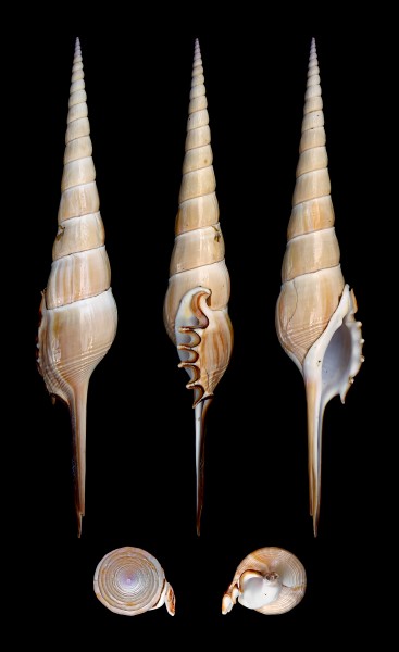 Tibia fusus 01
