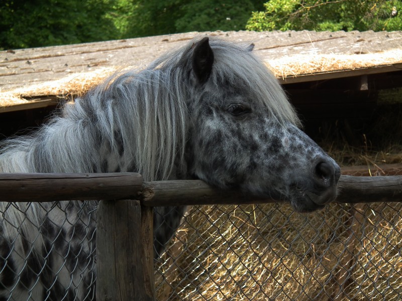 Tierpark Bretten Kopf eines Pony