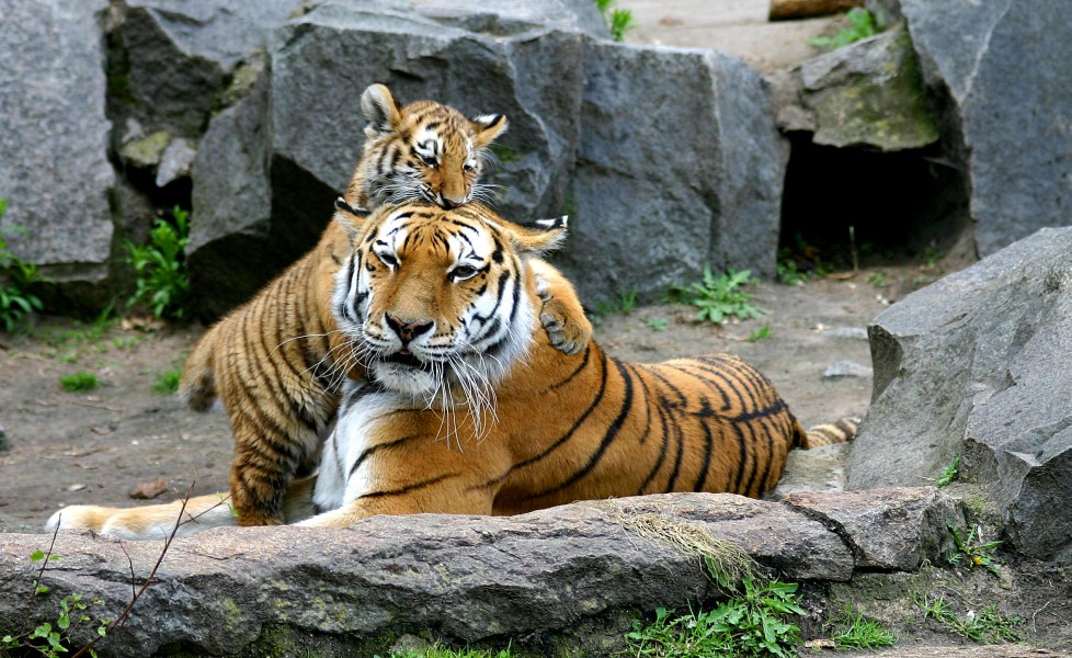 Tiger berlin-3