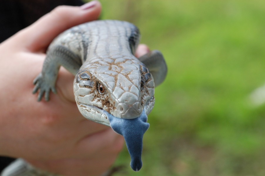 Tiliqua scincoides tongue