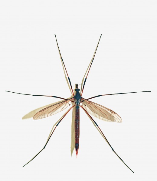 Tipula oleracea female (Linnaeus 1758)