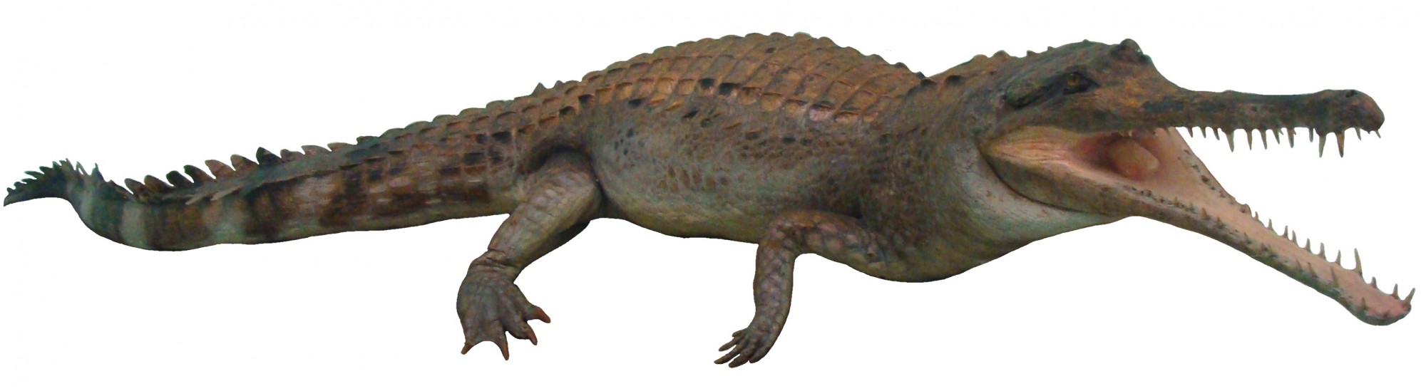 Tomistoma schlegelii. white background