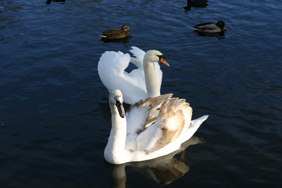 Tompagenet - Swans together (by-sa)