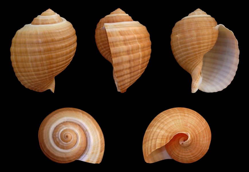 Tonna galea 01