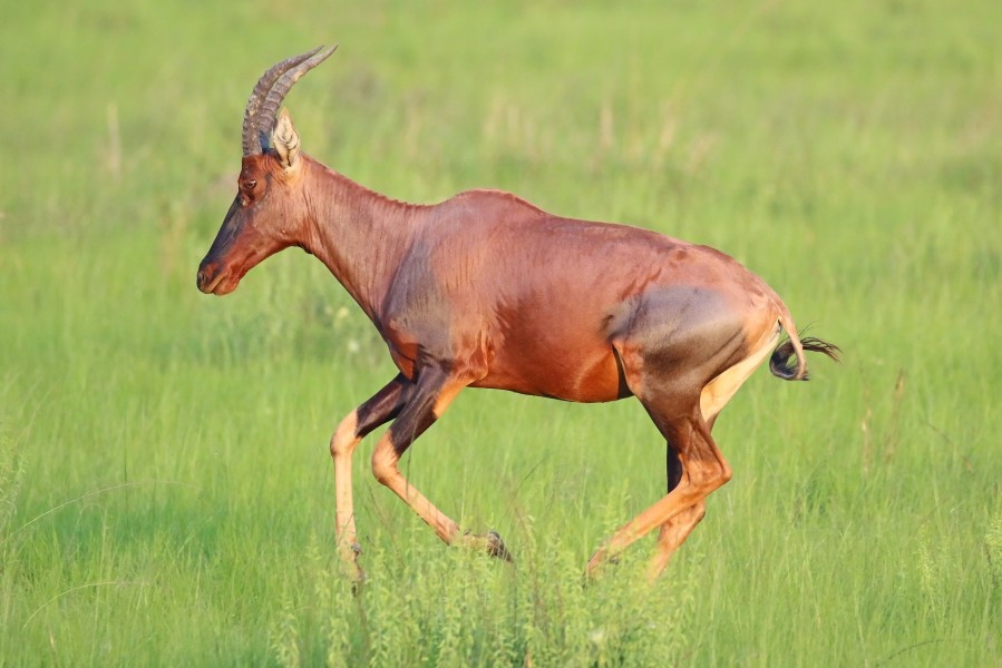 Topi (Damaliscus lunatus jimela) running